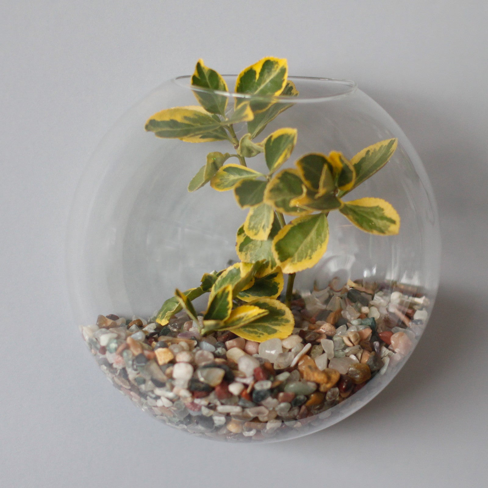 hanging plants in glass bowls All Glass Terrarium